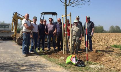 Arrivano 15 aceri per completare il viale del santuario - TreviglioTV