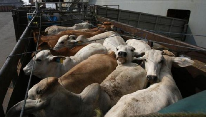 Rivolta d’Adda : Benessere trasporto animali vivi, il convegno di UNArivolta – TreviglioTV