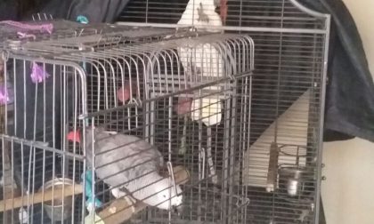 Brignano: Trovati due pappagalli di valore dopo un blitz antidroga