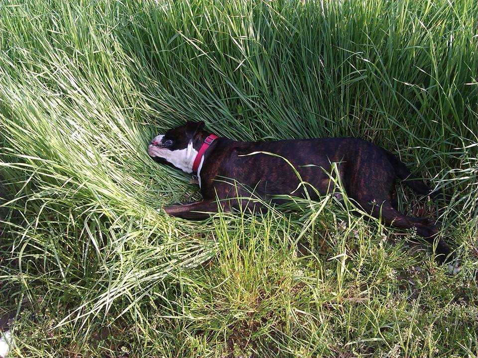 Dovera, è allarme veleno per cani e gatti – TreviglioTv
