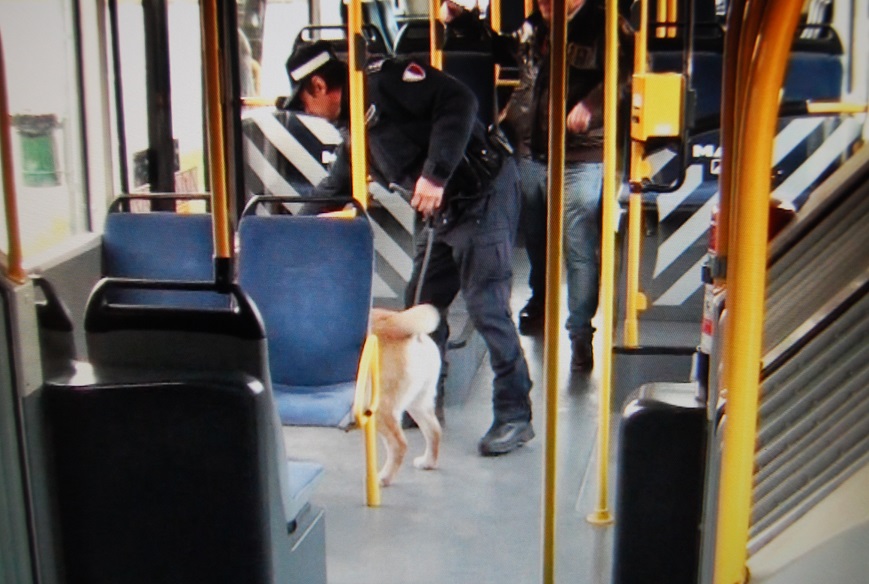 Controlli anti-spaccio sugli autobus degli studenti: “Fumano mentre vanno a scuola” – TreviglioTV