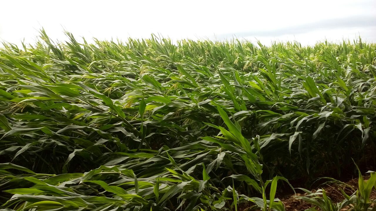 Coldiretti rassicura: “Approvvigionamento alimentare garantito da tre milioni di lavoratori”