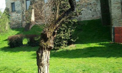 Vandali alla Rocca, in fiamme un albero secolare - TreviglioTV