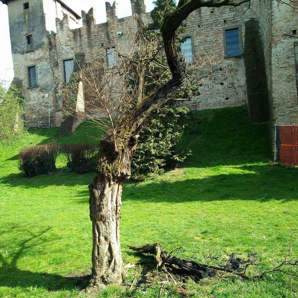 Vandali alla Rocca, in fiamme un albero secolare – TreviglioTV