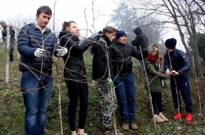 Gli studenti del Cantoni si prendono cura del vigneto didattico di Vaprio – TreviglioTV