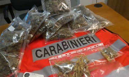 Rivolta : Serra di marijuana nel garage, arrestati marito e moglie