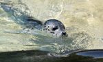Alle Cornelle sono nati due pucciosissimi cuccioli di foca