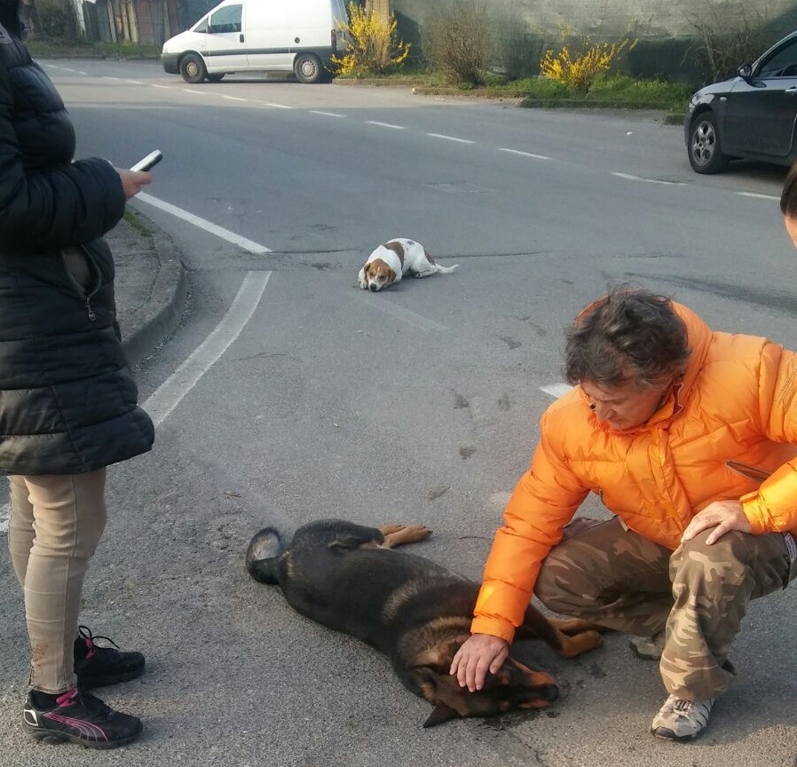 Sola: investe  tre cani, ne uccide due, scatta la  rissa coi proprietari -TreviglioTv