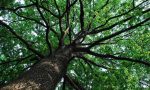 Treviglio : Piano potature, 120 mila euro per la tutela del patrimonio arboreo