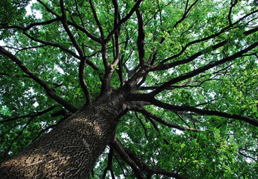 Treviglio : Piano potature, 120 mila euro per la tutela del patrimonio arboreo
