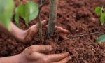 Fara d'Adda: Nel giardino della scuola 19 nuove piante, gli studenti tutelano l'ambiente  - TreviglioTV