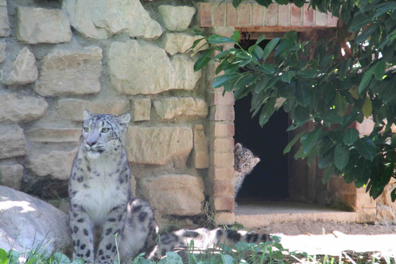 Nuovi ospiti alle Cornelle: sono nati due leopardi