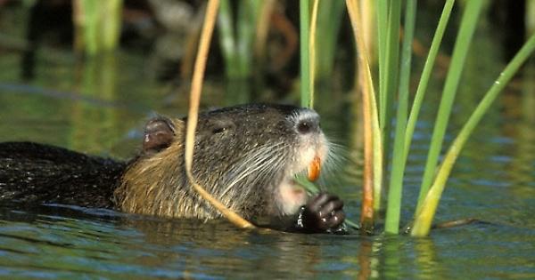 “Sterlizziamo le nutrie, basta sprecare soldi”, animalisti di UNArivolta sul piede di guerra
