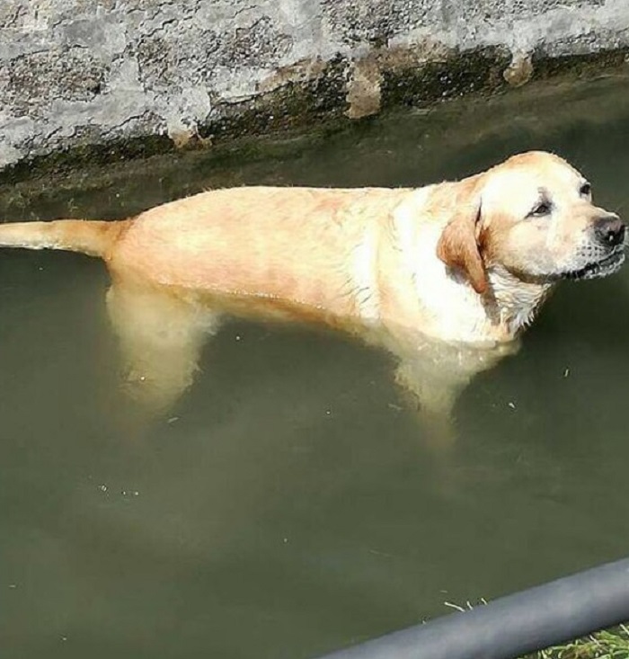 Cane intrappolato in un fosso: al lavoro i pompieri