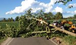 Alberi pericolanti, intervengono i pompieri