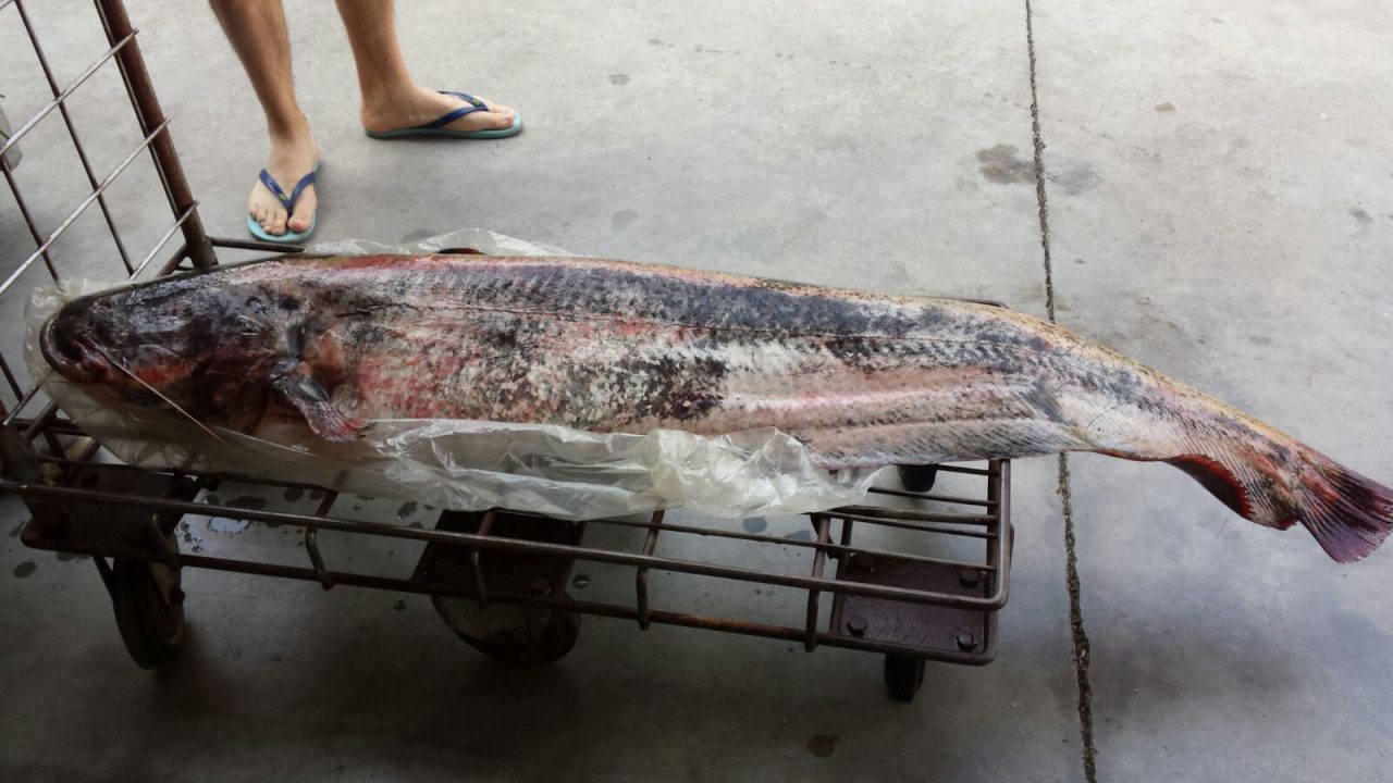 Siluro da 1,5 metri pescato nell’Oglio