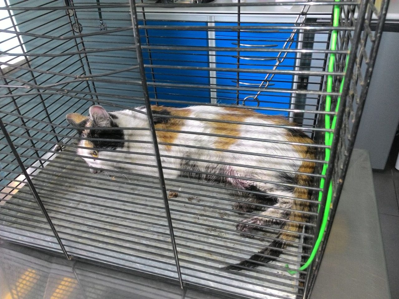 Gatto investito salvato da Polizia locale e pompieri