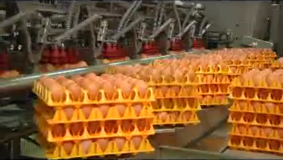 Fipronil, “La soluzione è la filiera corta”