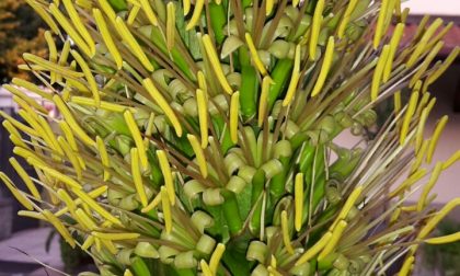 Spettacolare: ecco la prima (e ultima) fioritura di un'agave FOTO