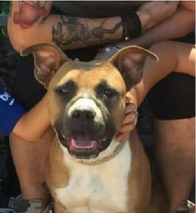 Brando si è perso, aiutiamolo a tornare a casa