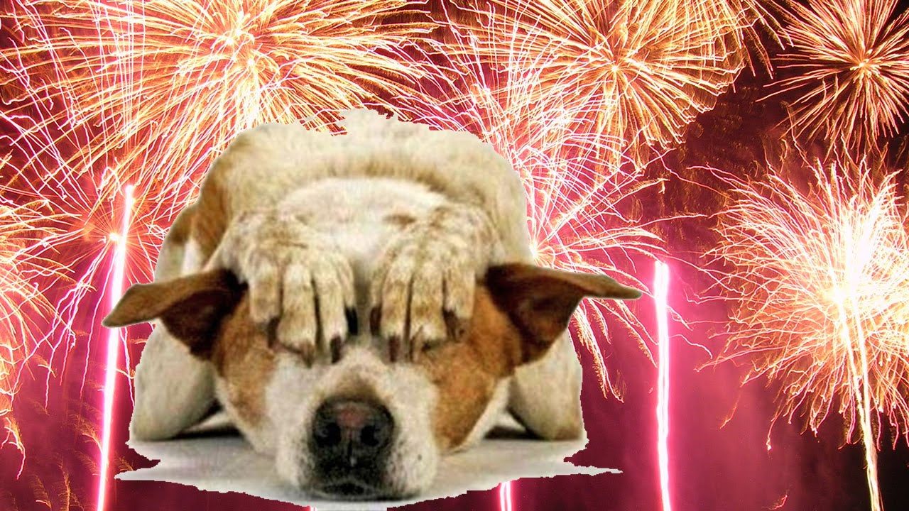 Botti vietati a Crema per proteggere Fido: ricorso al Tar contro il Comune