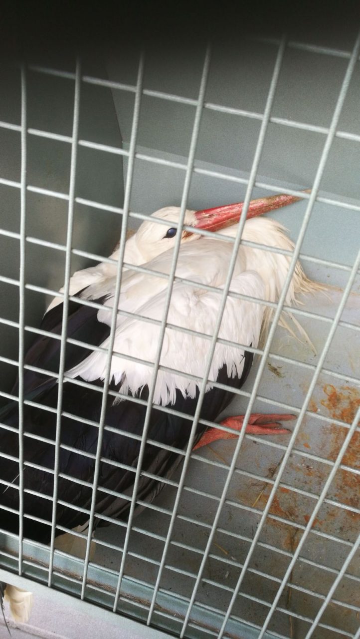 Cicogna in pericolo, due cacciatori la salvano