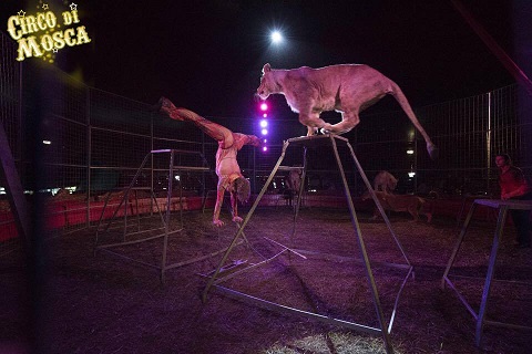 Arriva il circo e scoppia la polemica: “Boicottiamolo”