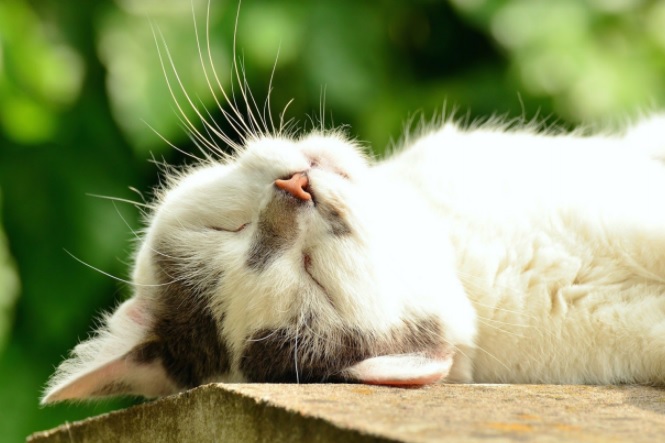 Avere un gatto in casa fa bene alla salute, ecco perché