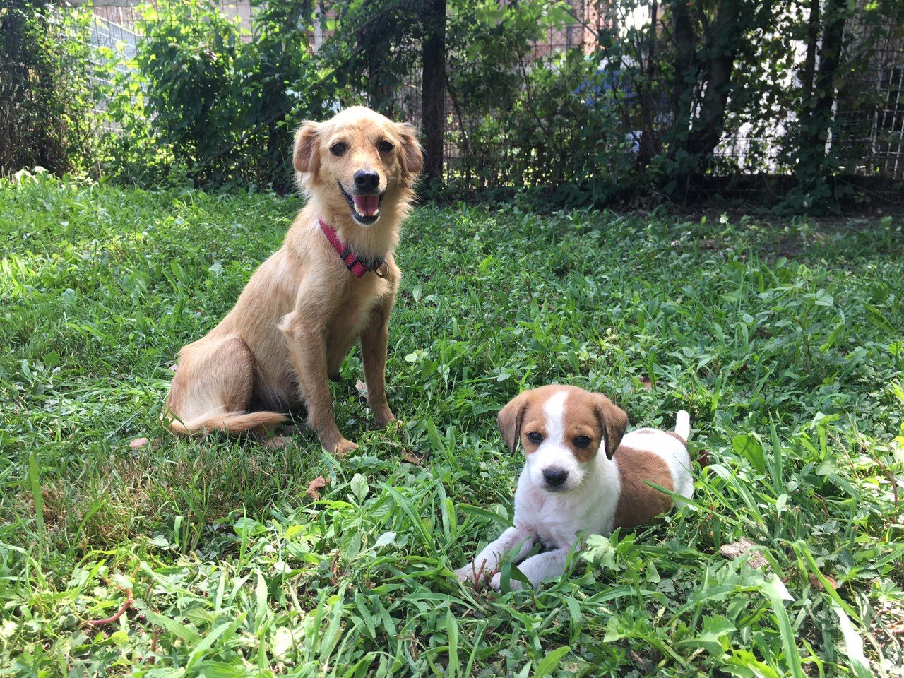 Abbandonate in un campo, Goldie e Pixie cercano casa