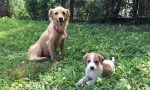 Abbandonate in un campo, Goldie e Pixie cercano casa