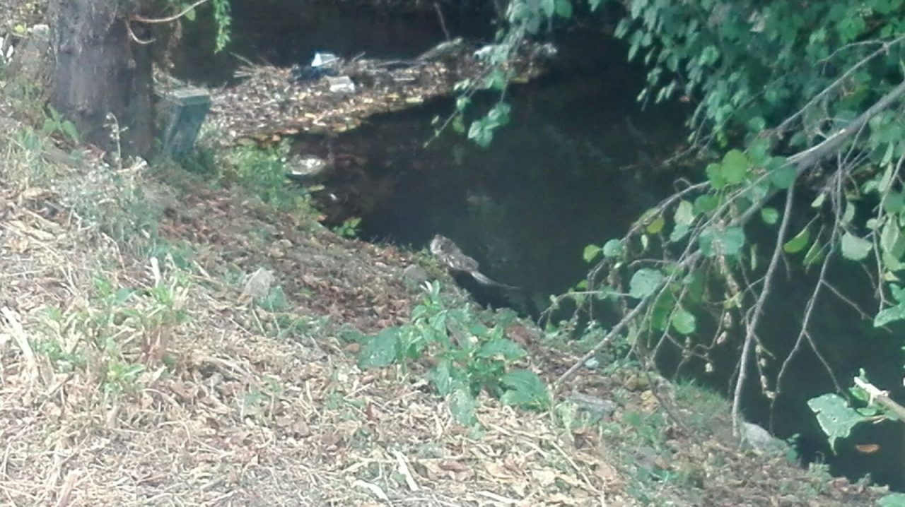 Nutrie che nuotano tra i rifiuti abbandonati FOTO