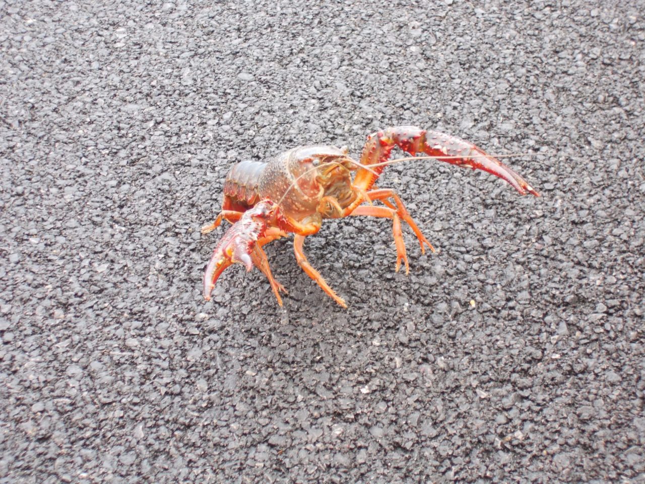 Un gambero rosso a zonzo per “Il Bertolino”
