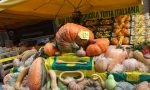 Domenica a Crema il "Festival della zucca"