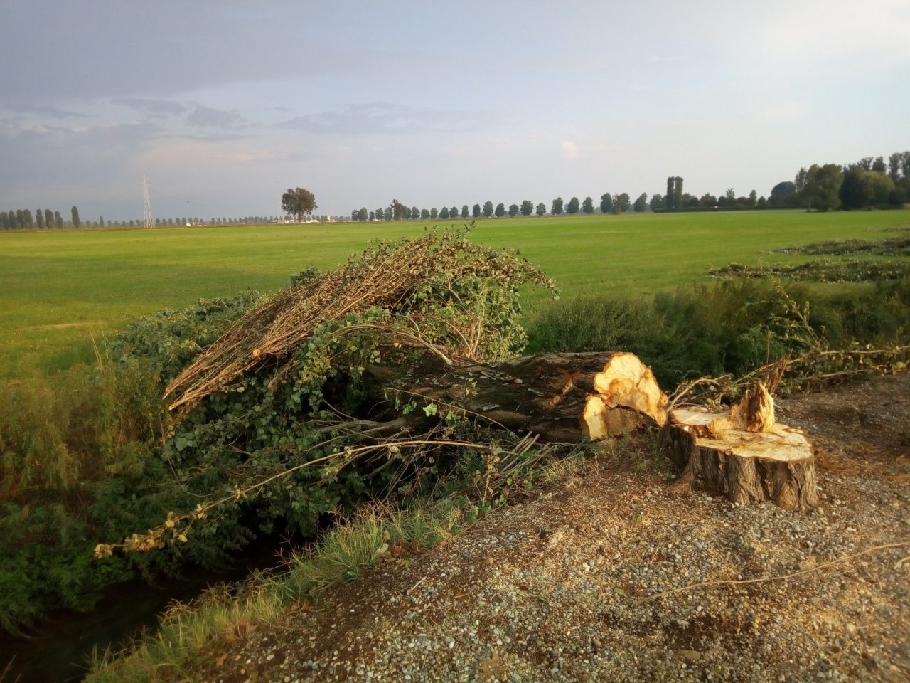 Strage di alberi sul viale del cimitero VIDEO