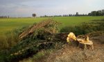 Strage di alberi sul viale del cimitero VIDEO