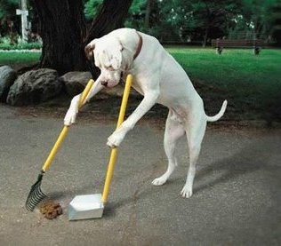 Giardino pieno zeppo di deiezioni canine, arriva la Locale