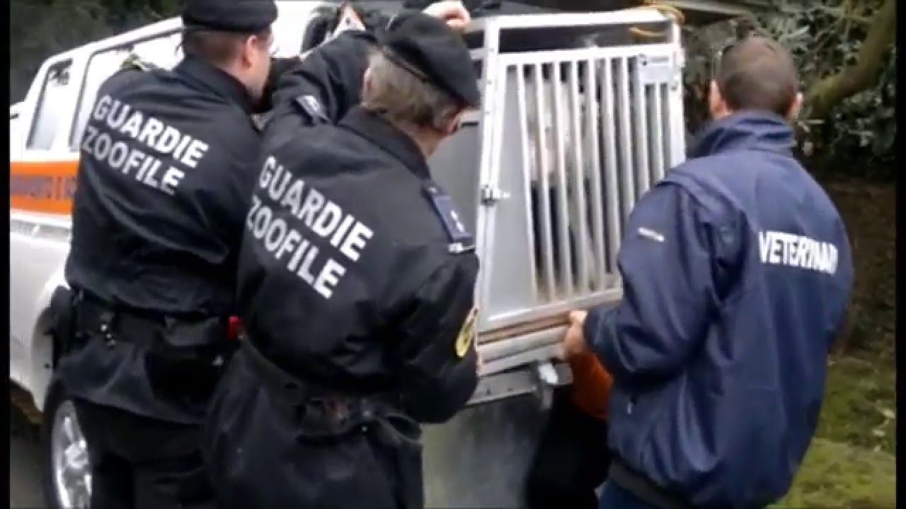Corso per guardie zoofile contro il maltrattamento degli animali