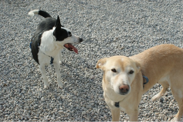Giro di vite sui cani lasciati liberi e senza museruola in paese