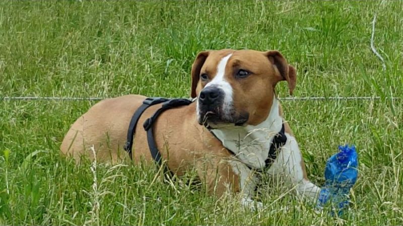 La vigilessa lancia l’appello: “Rivoglio il mio cane”