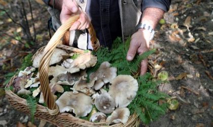 Cucina i funghi raccolti in giardino e muore intossicata