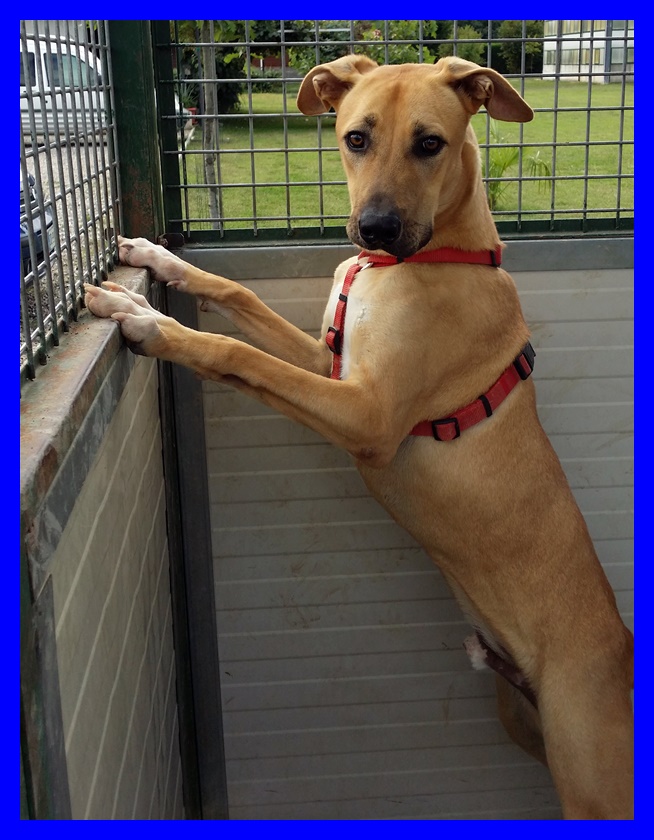 Adottando un cane ne salvi due, Ricky cerca una famiglia