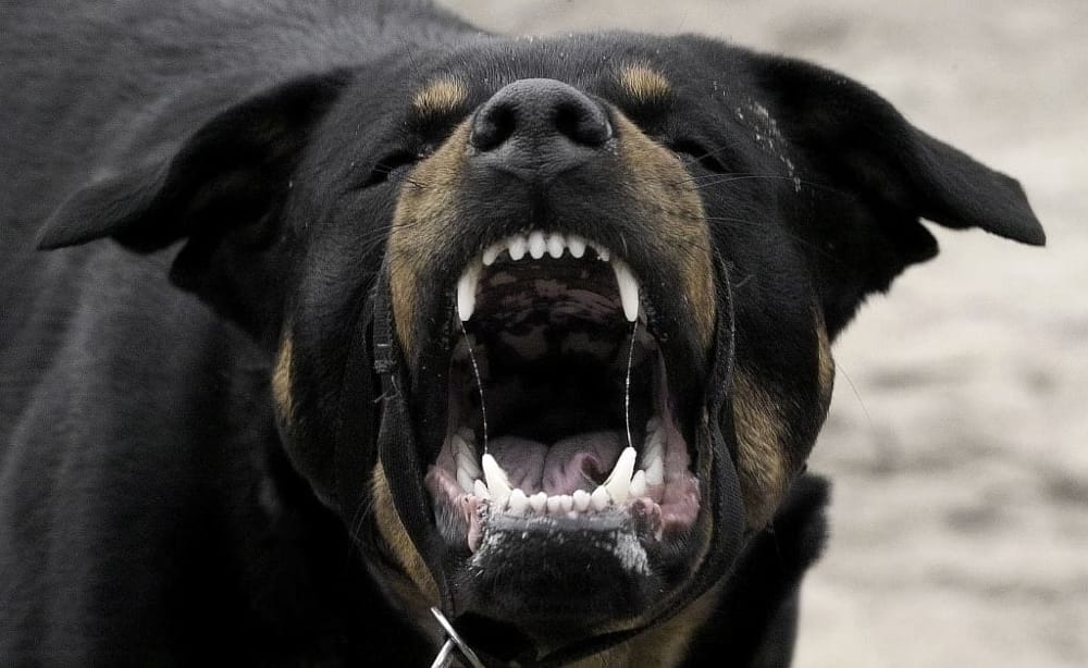 Rottweiler sbrana gli zaini a due bambini