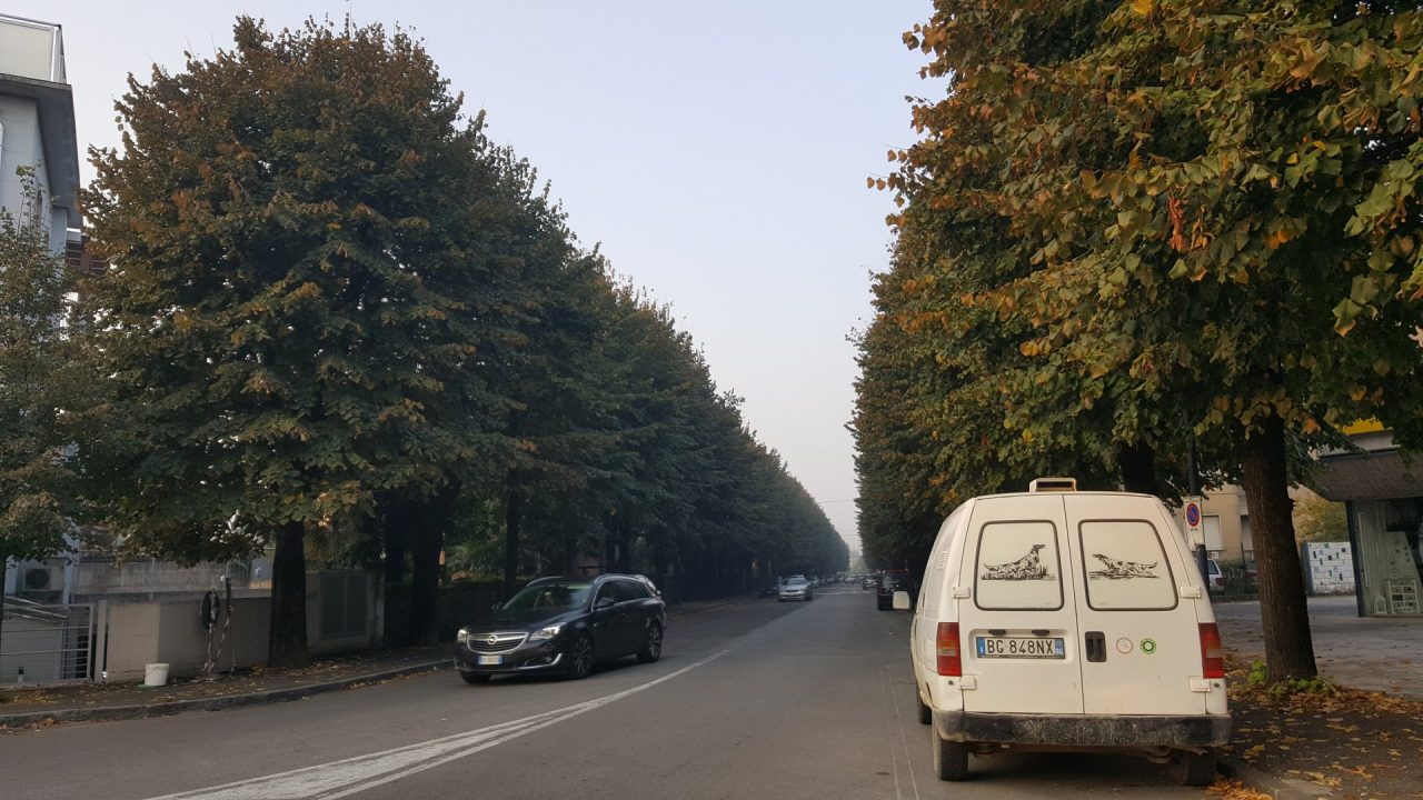 Tigli di viale Montecatini: città spaccata a metà sull’abbattimento VIDEO