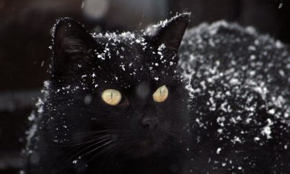 Emergenza gatti 300 mici senza casa per l'inverno