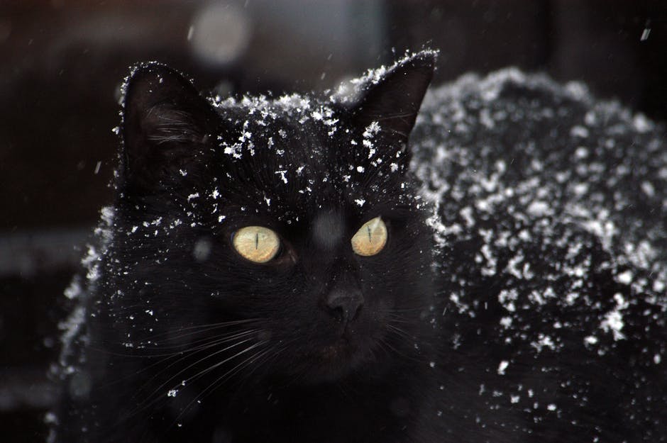 Emergenza gatti 300 mici senza casa per l’inverno