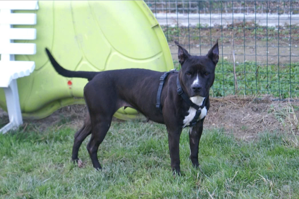 Perla dolcissima e sfortunata pitbull cerca casa