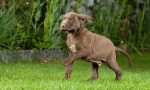 Bocconi avvelenati lanciati in un giardino, morto un cane