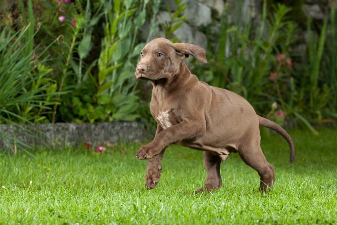 Bocconi avvelenati lanciati in un giardino, morto un cane