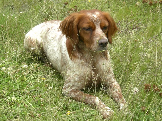 Cane sepolto vivo Ats e Enpa interverranno nel procedimento giudiziario