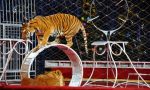 Circo Kino con gli animali, scatta la rivolta